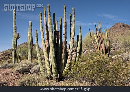 
                Orgelpfeifenkaktus, Organ Pipe Cactus National Monument                   