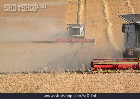 
                Grain Harvest, Mowing                   