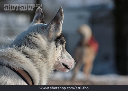 
                Husky                   