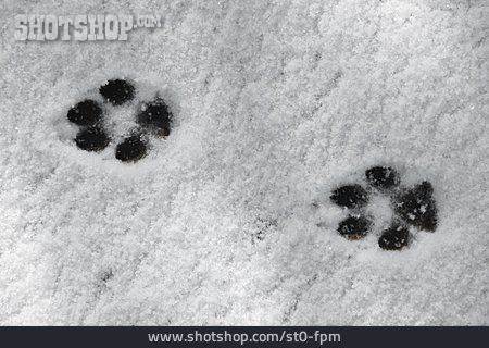 
                Schneespur, Fährte, Tierspur, Fuchsspur                   