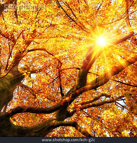 
                Herbst, Herbstlaub, Herbstfärbung                   