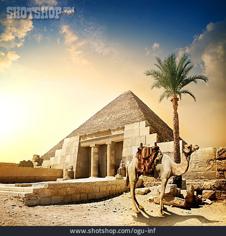 
                Wüste, ägypten, Pyramide, Kamel                   
