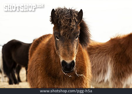 
                Pony, Islandpony, Pferderasse                   