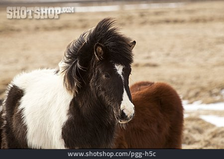 
                Pony, Icelandic Horse                   
