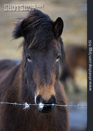 
                Pony, Islandpony, Pferderasse                   