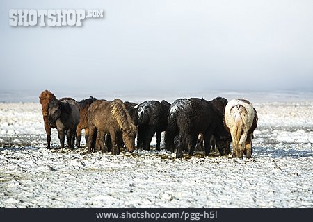
                Herde, Kälte, Schneelandschaft, Islandpony                   