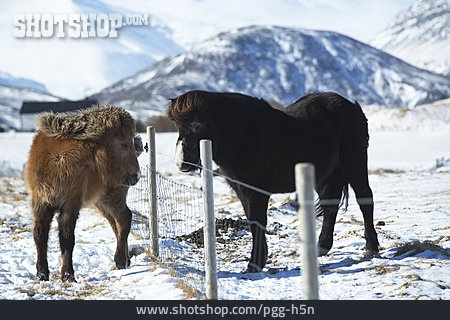 
                Island, Islandpferd, Pferderasse                   