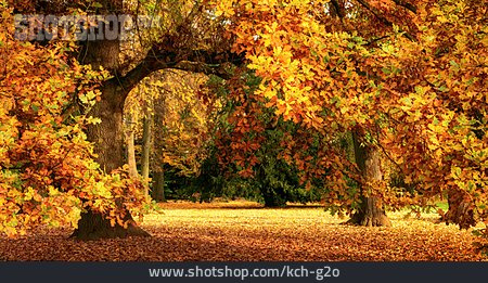 
                Park, Herbstlich, Eichenbaum                   