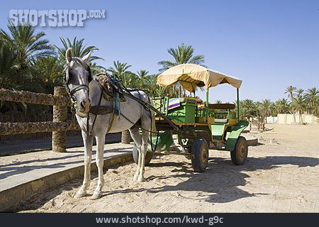 
                Pferd, Pferdewagen, Tunesien                   