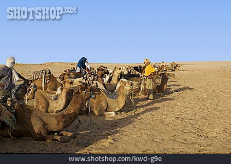 
                Wüste, Sahara, Kamele, Beduinen                   