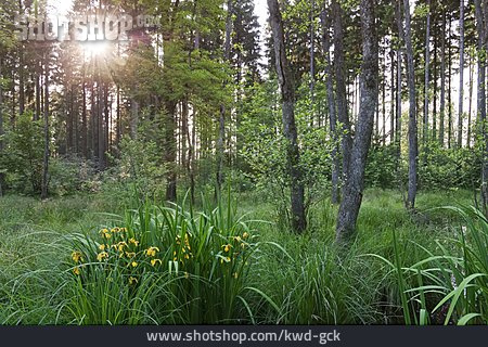 
                Sonnenlicht, Wald, Sumpf                   