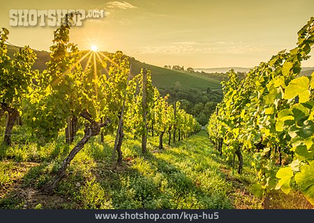 
                Weinberg, Weinanbau, Morgenlicht                   