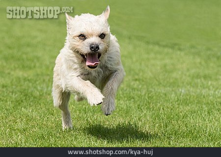 
                Terrier, West Highland White Terrier                   