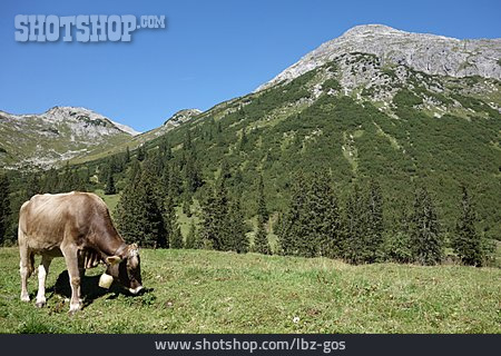 
                Kuh, Weide, Alpen, Alm                   