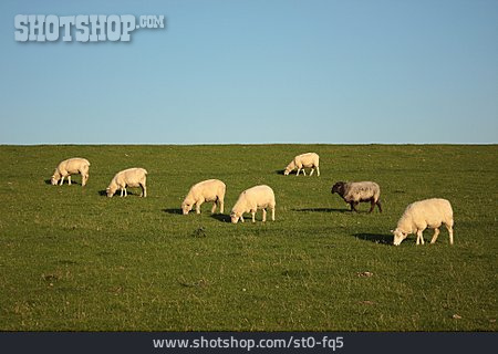 
                Schaf, Deichschaf                   