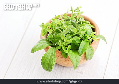 
                Pflanze, Gewürzpflanze, Stevia                   