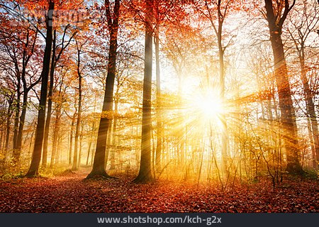 
                Herbst, Laubwald, Spätsommer                   
