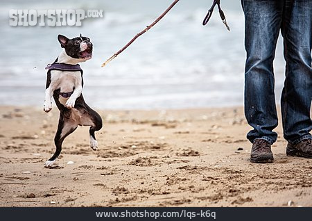 
                Strandspaziergang, Boston Terrier                   