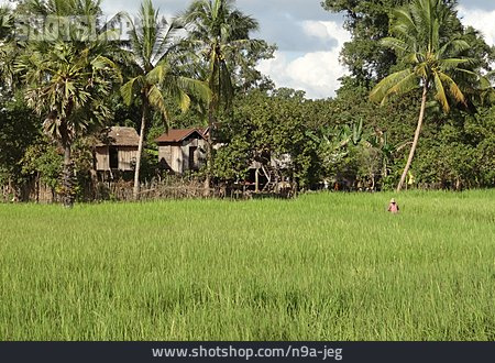 
                Landwirtschaft, Bauernhof, Thailand                   
