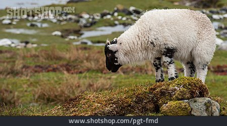 
                Schaf, Schottland, Isle Of Skye                   