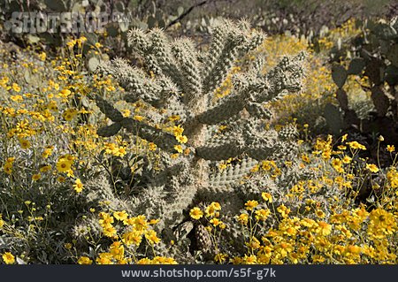
                Kaktus, Sonora-wüste                   