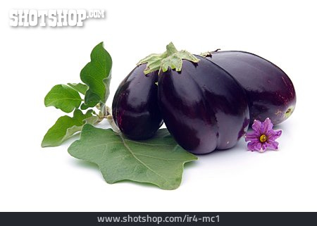 
                Aubergine                   