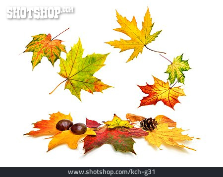 
                Blätter, Laub, Herbstlaub, Ahorn                   