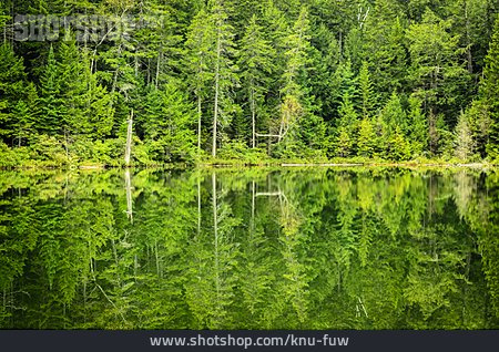 
                Wald, Spiegelung, New Hampshire                   
