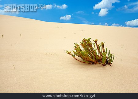 
                Wüste, Sand, Düne                   
