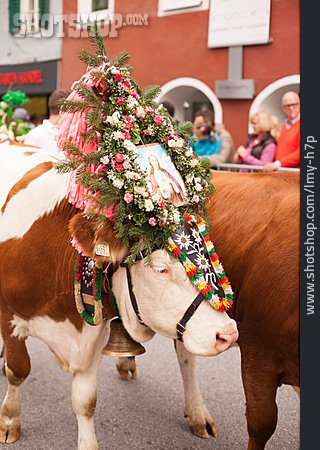 
                Tradition, Kuh, Blumenschmuck, Almabtrieb                   