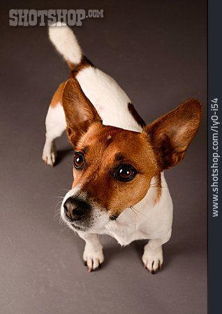 
                Jack Russell Terrier, Hunderasse                   