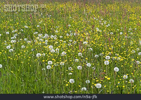 
                Blumenwiese, Wildblumen                   