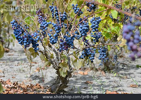 
                Weintrauben, Blaue Trauben                   