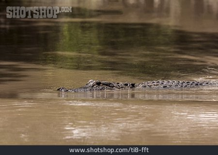 
                Gewässer, Krokodil, Alligator                   
