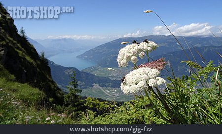 
                Alpen, Wildblume, Thunersee, Wiesen-bärenklau                   