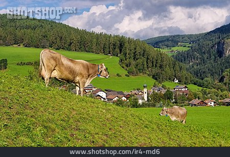 
                Cows, Puster Valley, Bruneck                   