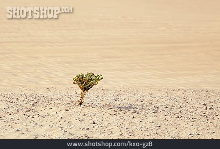 
                Wüste, Dürre, Zygophyllum                   