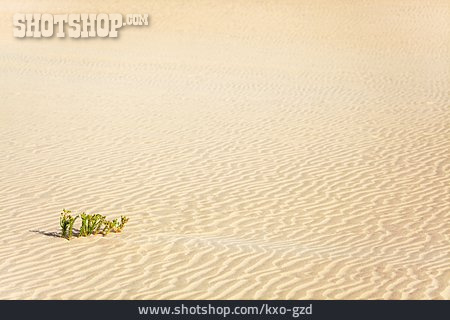 
                Wüste, Wüstenpflanze                   