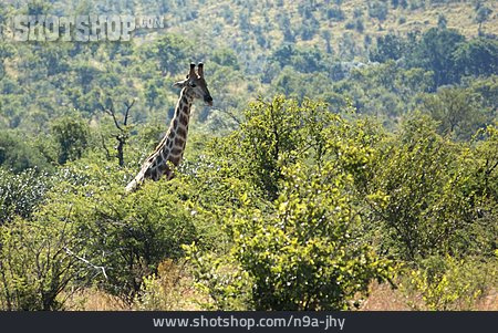 
                Giraffe, Buschland                   