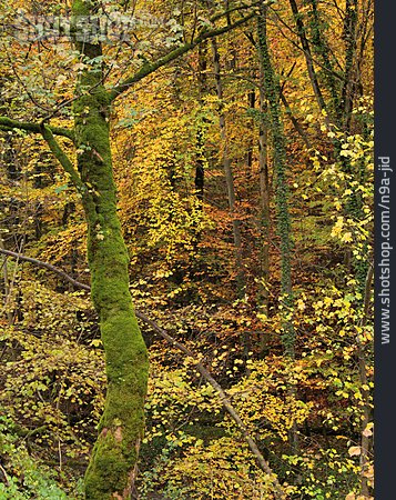 
                Herbstwald, Herbstfärbung                   