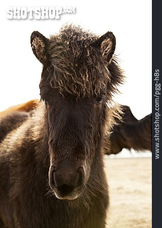 
                Pferd, Islandpony, Isländer, Islandpferd                   
