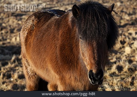 
                Horse, Icelandic Horse, Icelandic Horse, Icelandic Horse                   