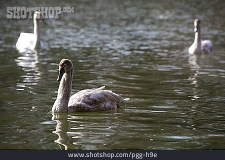 
                Swan                   