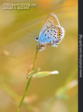 
                Schmetterling, Falter, Bläuling                   