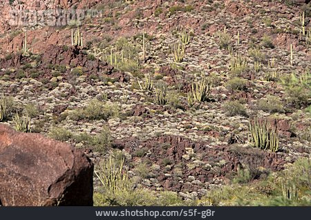 
                Wüste, Sonora-wüste, Organ Pipe Cactus National Monument                   