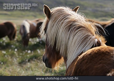 
                Pferd, Mähne, Islandpferd                   