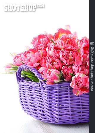 
                Tulpe, Blumenstrauß, Blumenkorb, Bouquet                   