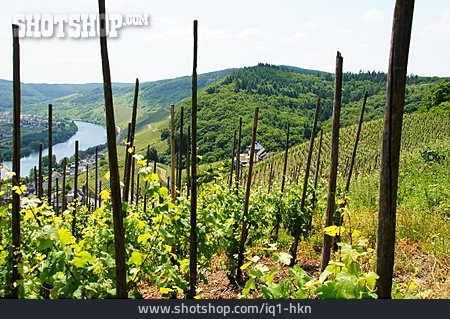 
                Weinanbau, Weinlandschaft                   