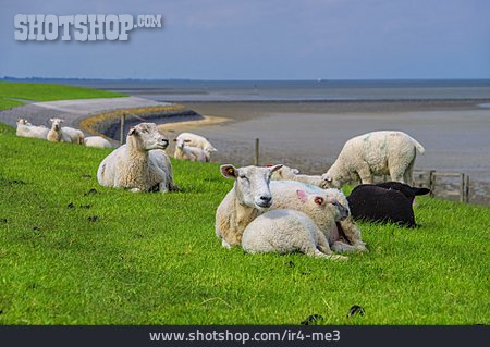 
                Schaf, Lamm, Familie                   