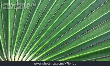 
                Palmenblatt, Palmenfächer                   